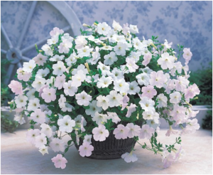 Снимок экрана 2026-06-02 085910